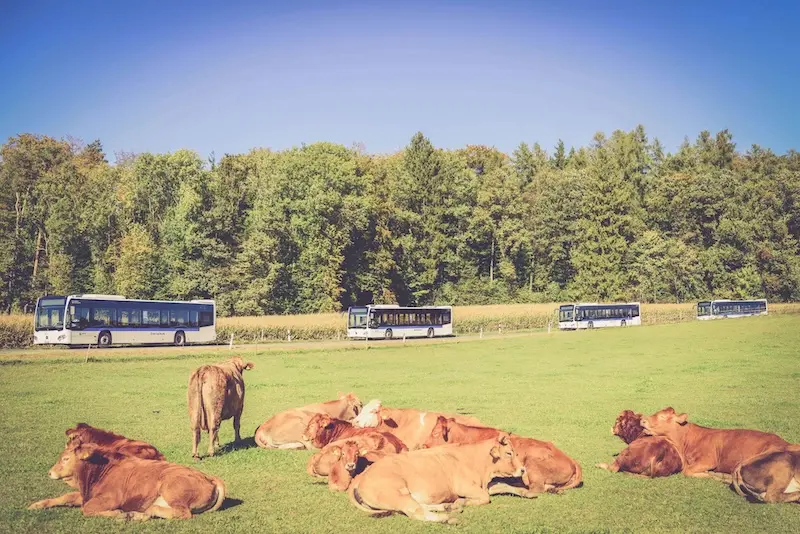Linienbusse der Maag Busbetrieb AG fahren an einer Wiese mit Kühen vorbei